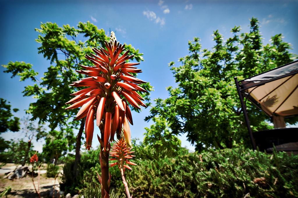 Masseria Pitanni Gallipoli Dış mekan fotoğraf